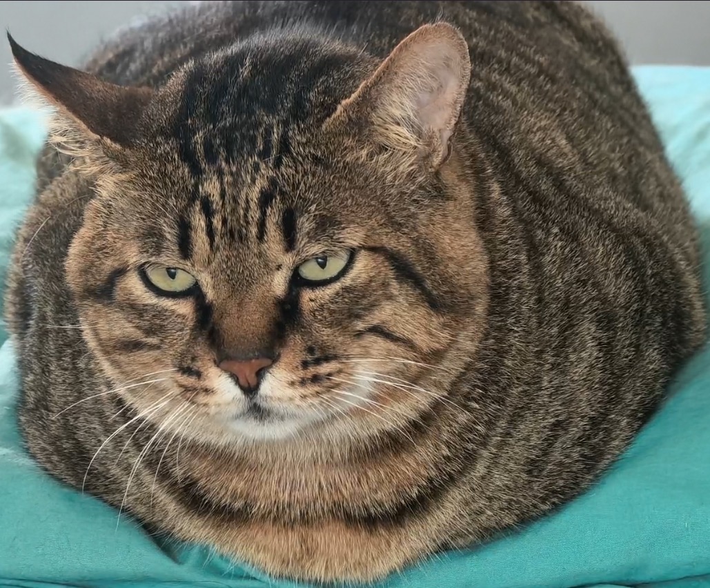 胖橘猫 hanpigmao